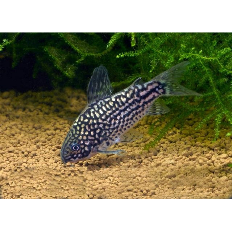 Corydoras Elegans 3cm